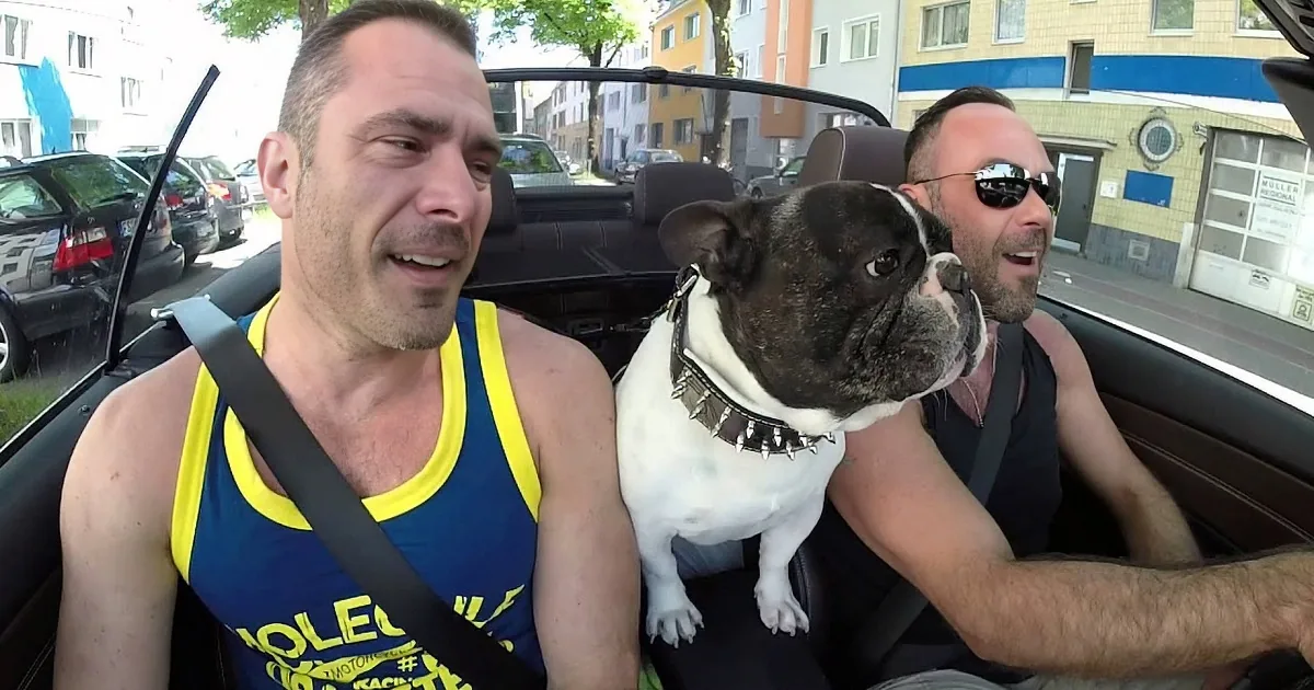 Singing French Bulldog Covers Dolly Parton''s ''I Will Always Love You''