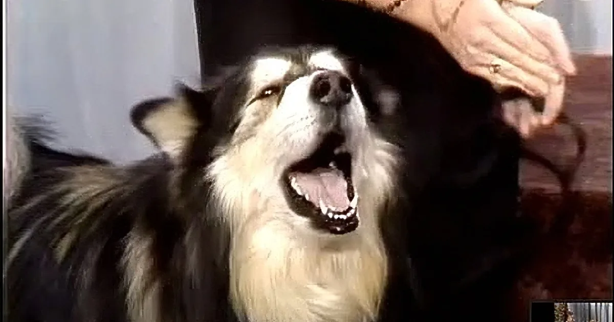 Johnny Carson's Hilarious Singing Dog Contest