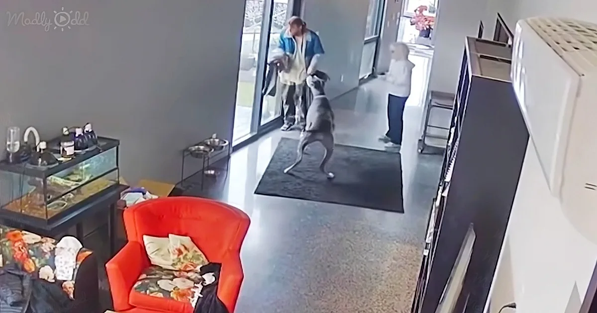 Good Boy! Great Dane Bites Home Intruder