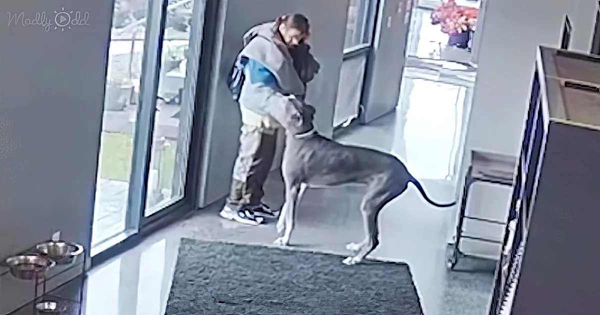 Great Dane bites home intruder and saved owner