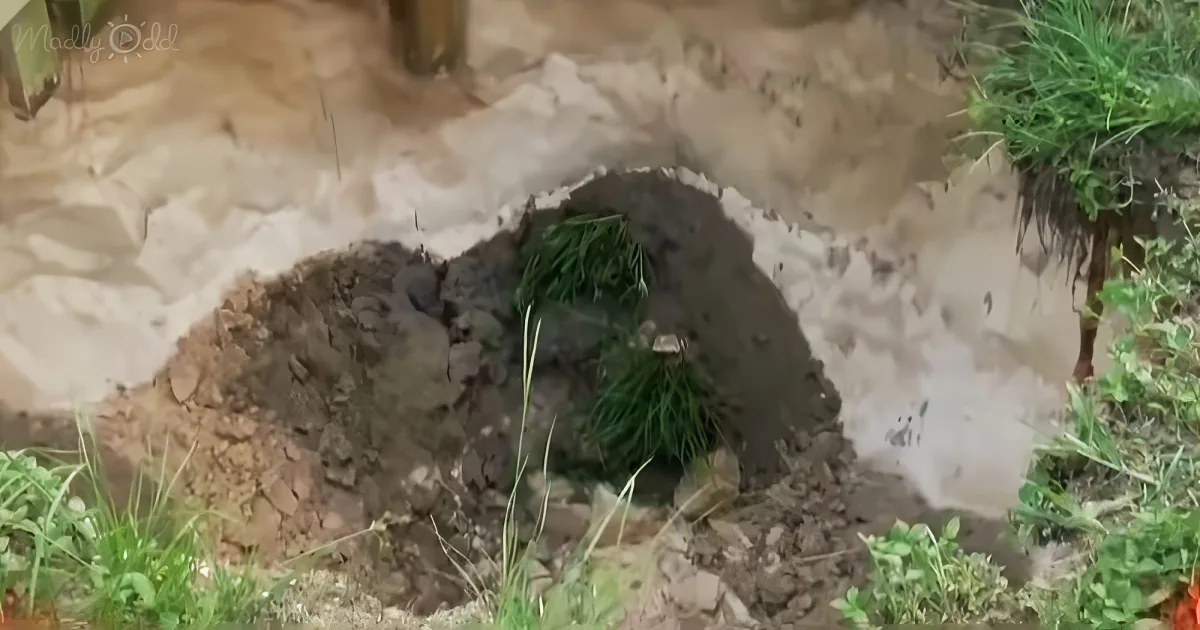 sinkholes at the backyard