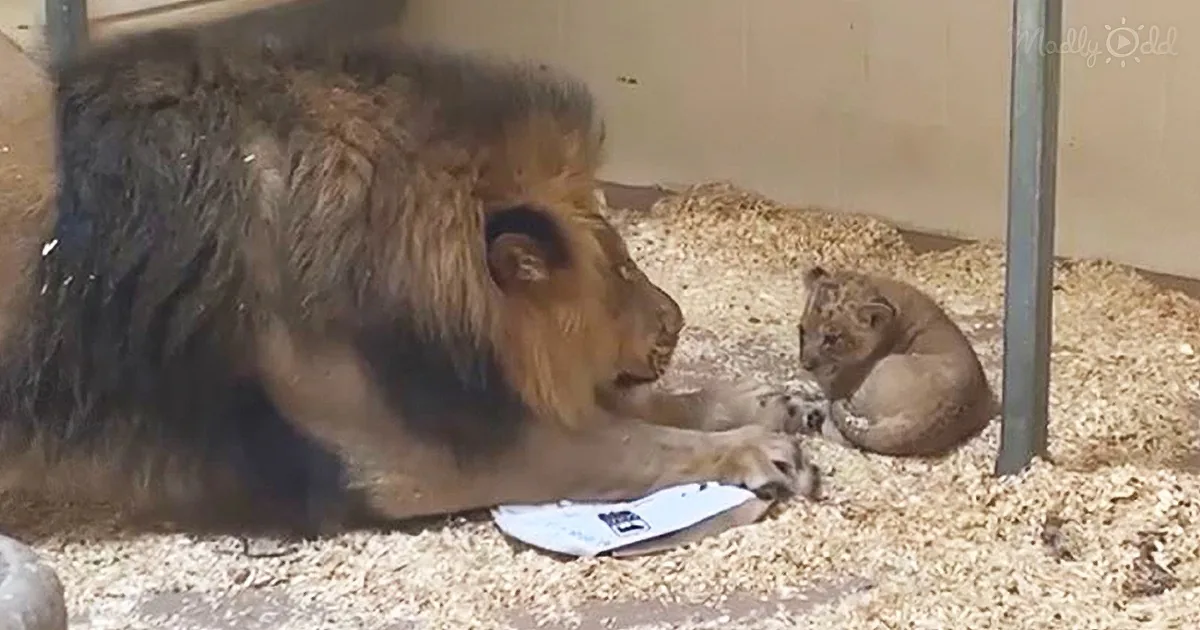 A lion and its cub are lying on a bed of wood shavings, interacting gently in a zoo enclosure.