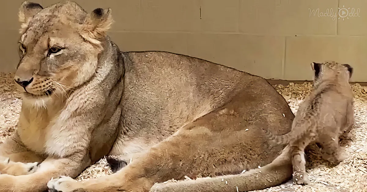 A lioness and her cubs are resting on a bed of straw in a zoo enclosure.