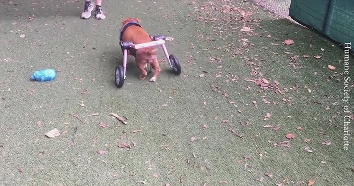 Adoptive Dog Dad Carries Paralyzed Shelter Pup off to Her New Life
