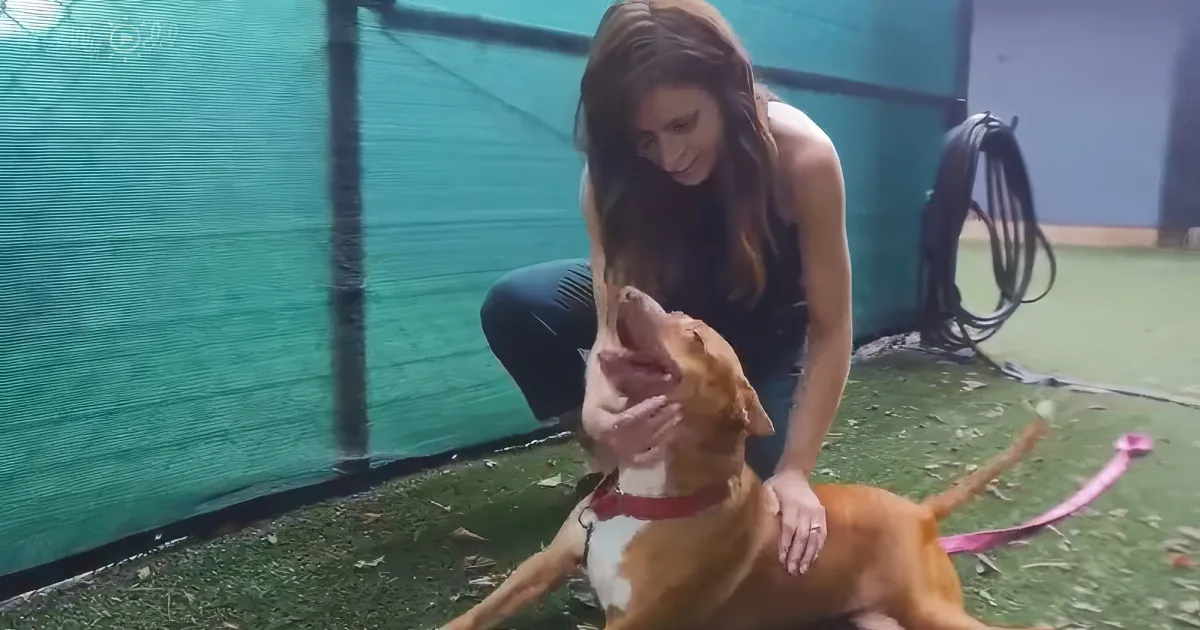 paralyzed shelter pup