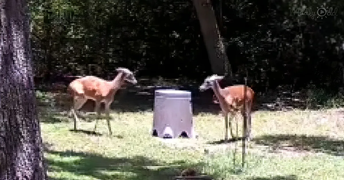 2 deer fighting