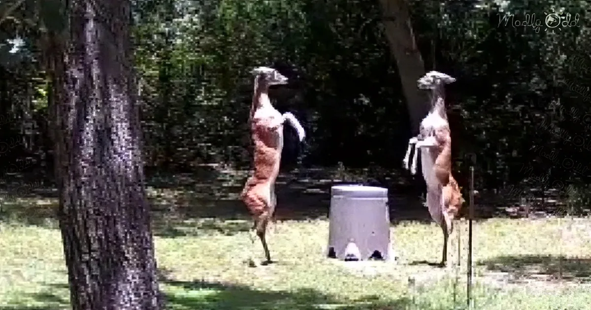 Intense Boxing Match as 2 Deer Fight Standing on Hind Legs