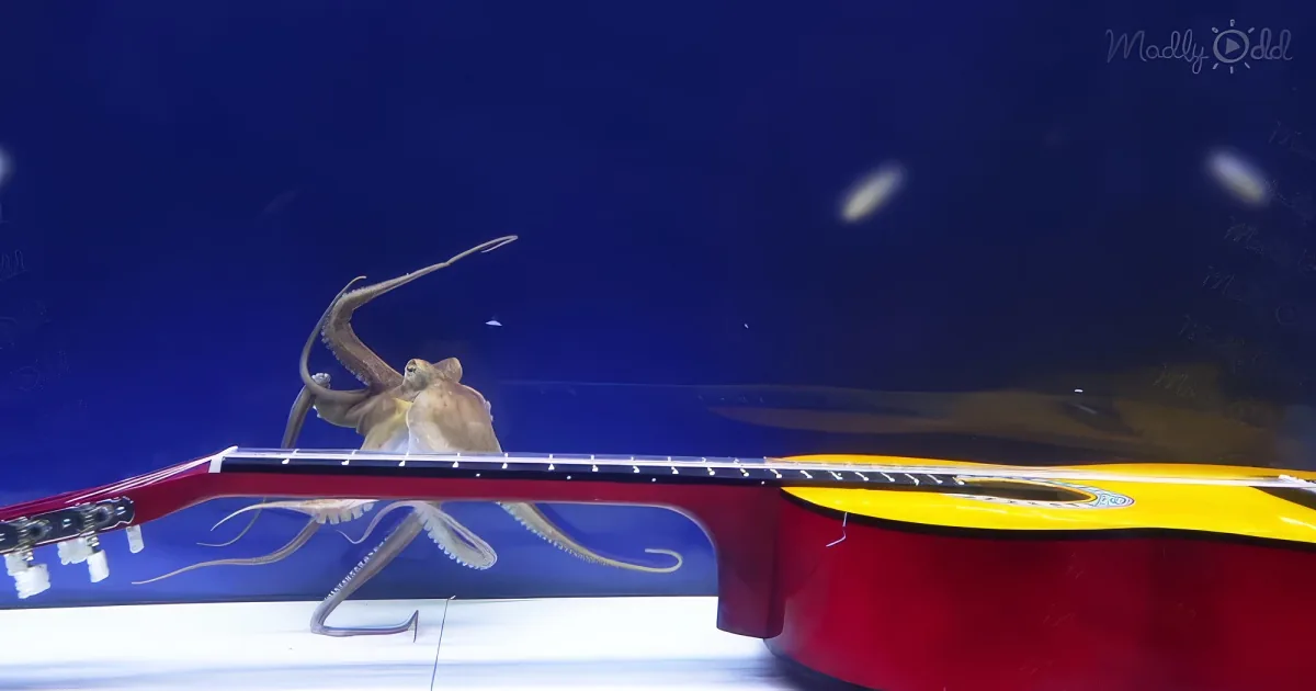 curious octopus with guitar