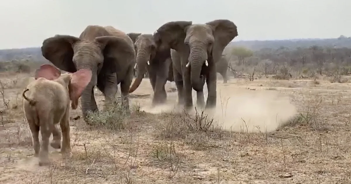 Rescued Albino Baby Elephant Gets Emotional Greeting From Herd After Going Missing
