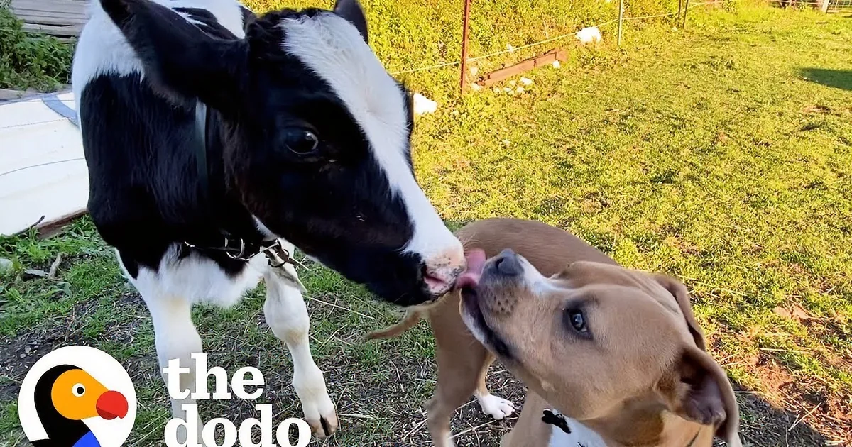 What Happens When a Pitbull Falls in Love With a Baby Calf?