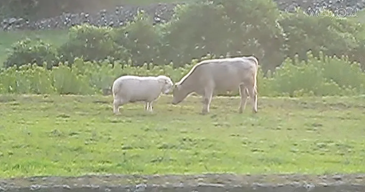 Thrilling Watch as This Sheep and Bull Attempt to Sort Issues Through Teaser Fight
