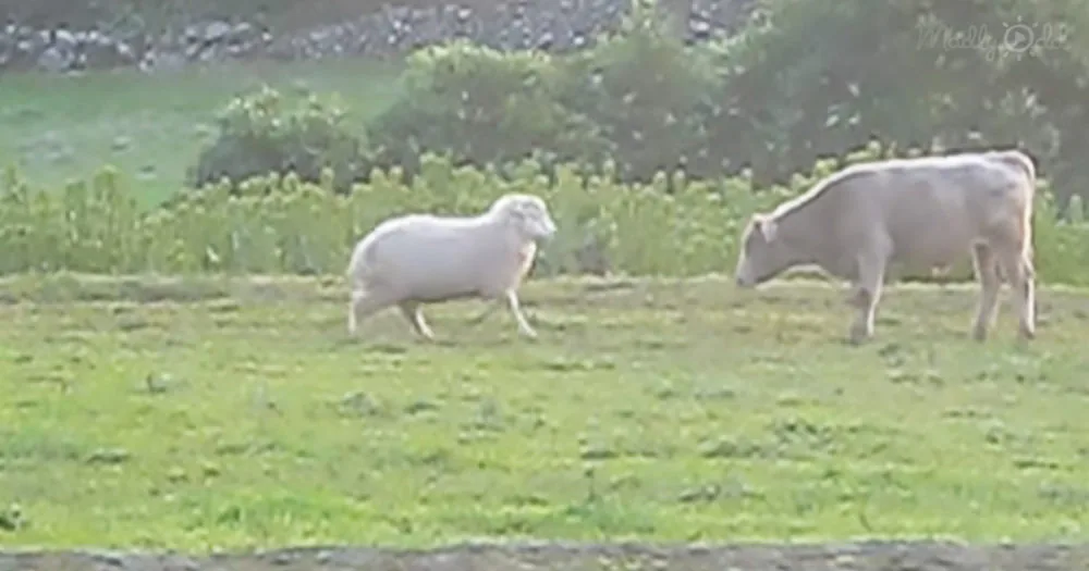 sheep and bull