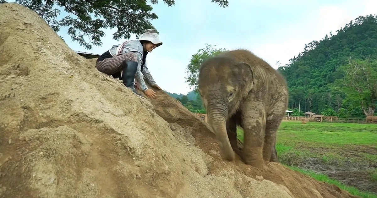 Playful Elephant Frolics Around in a Giant Sandbox