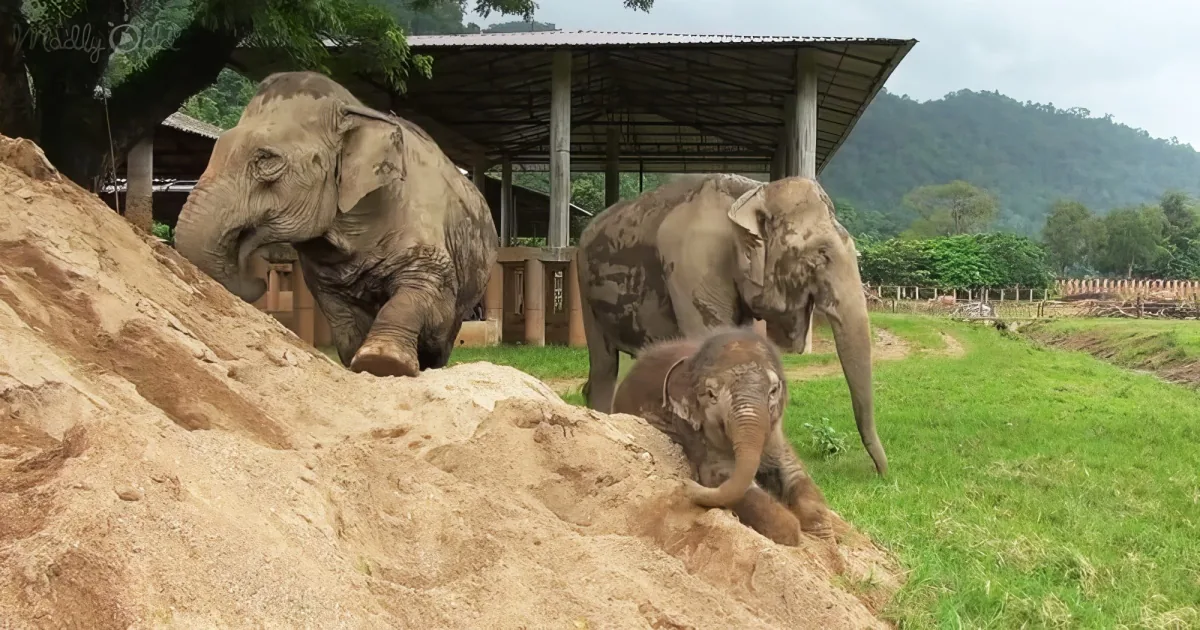 baby elephant playing around a giant sandbox