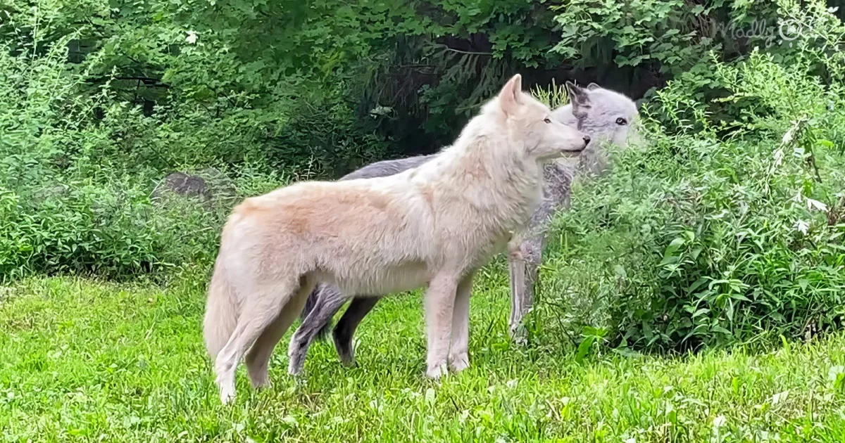 Pair of wolves singing