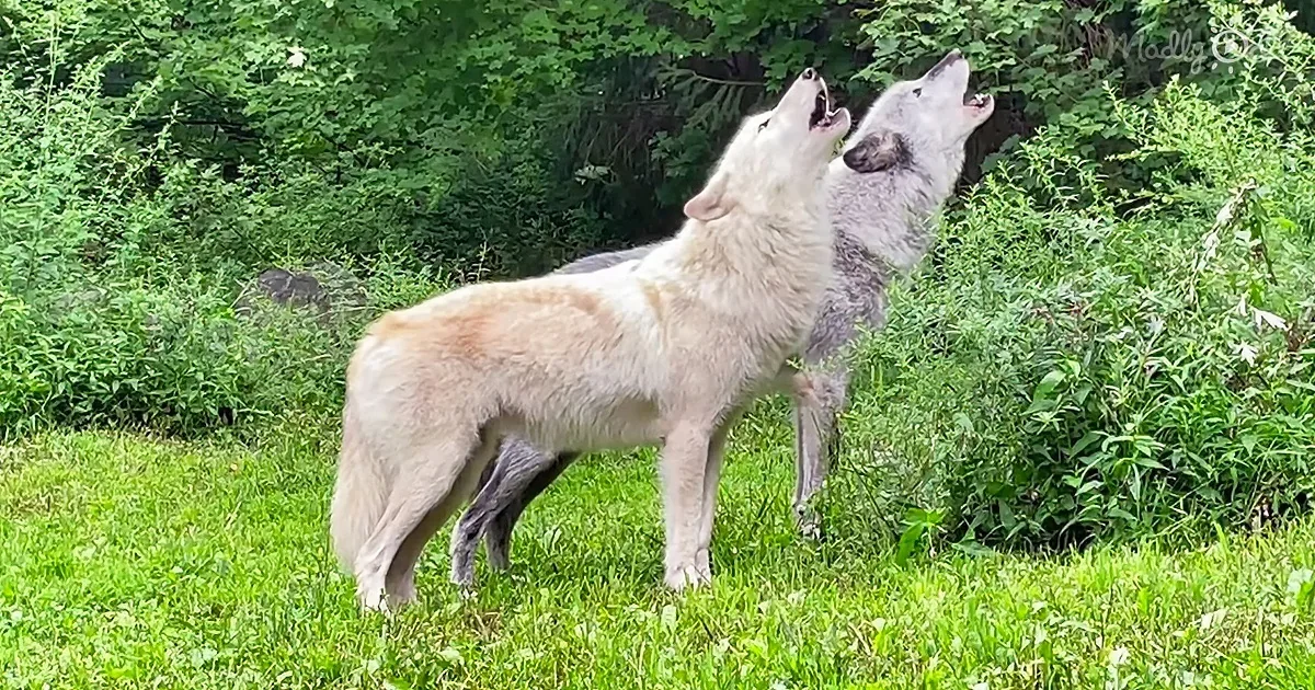 Majestic Pair of Wolves Sing You the Song of Their People