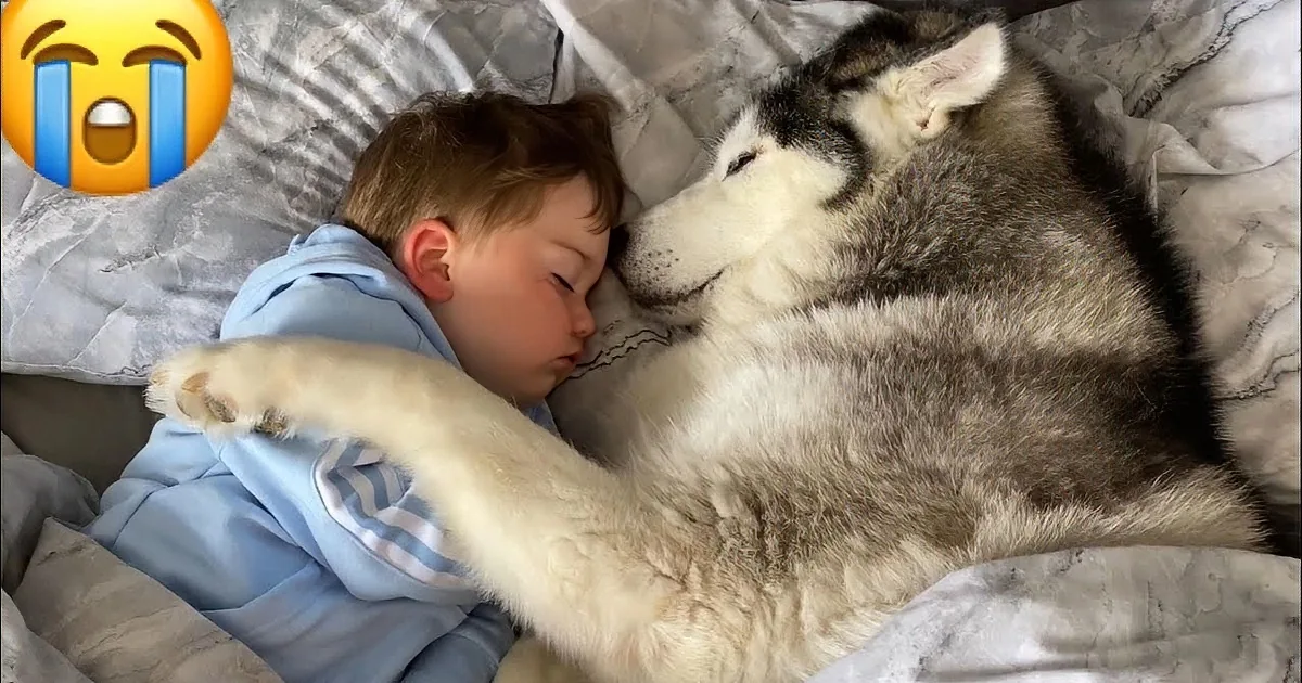 A sleeping husky and a child in blue pajamas cuddle peacefully on a bed.
