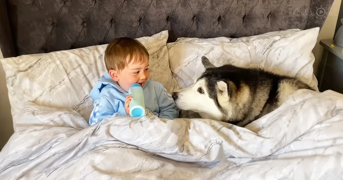 toddler and adorable Husky