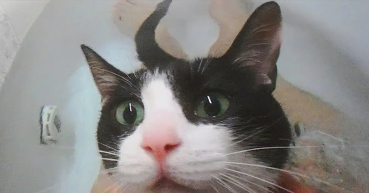 Nurtured and Tuned: Kitty's Positive Response to 'Bath Time' Call