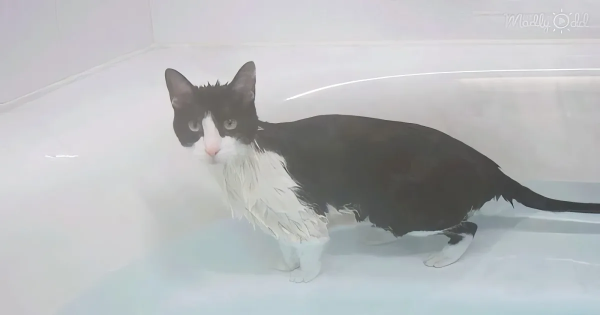 Kitty’s positive response to bath time call