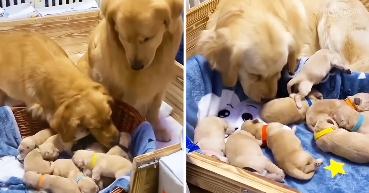 Golden retriever mother and her puppies, some wearing colorful bands, are nestled together in a cozy basket.