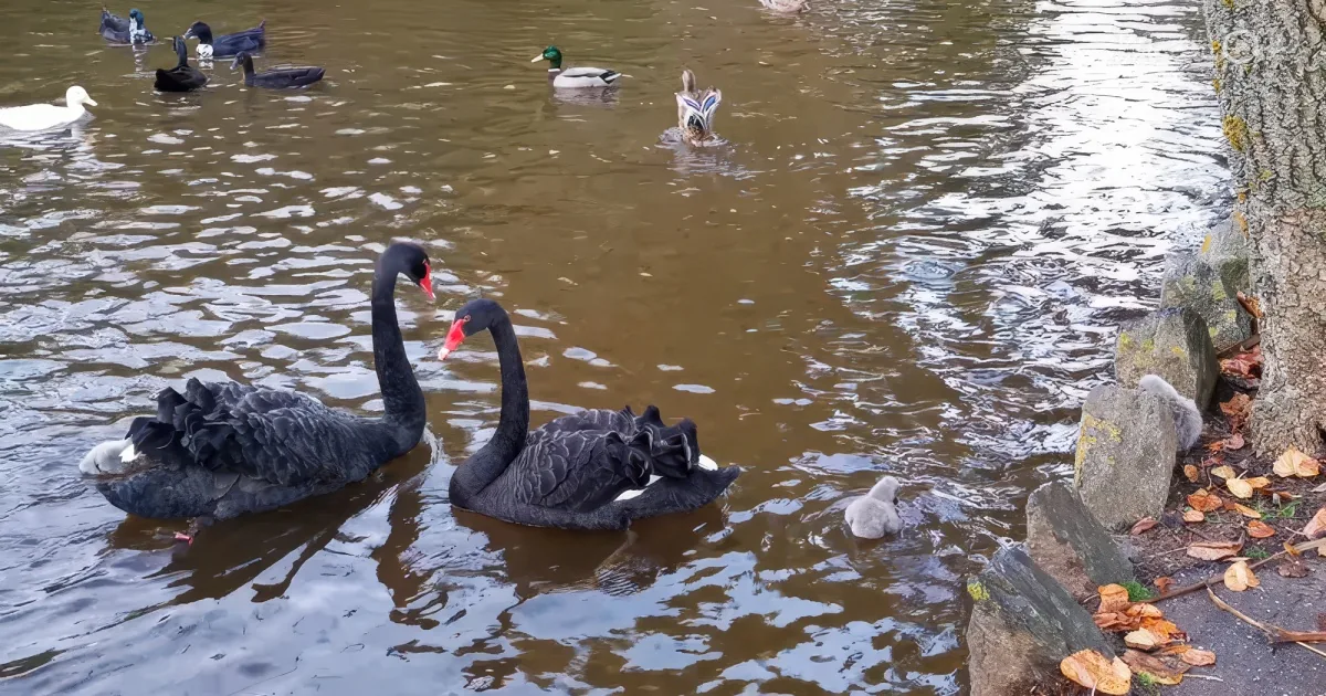 Black swans swim near rocks and fallen leaves in a pond with ducks.