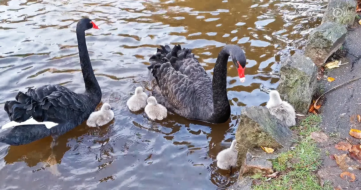 There''s Always the Black Sheep of the Family, as These Black Swans Prove