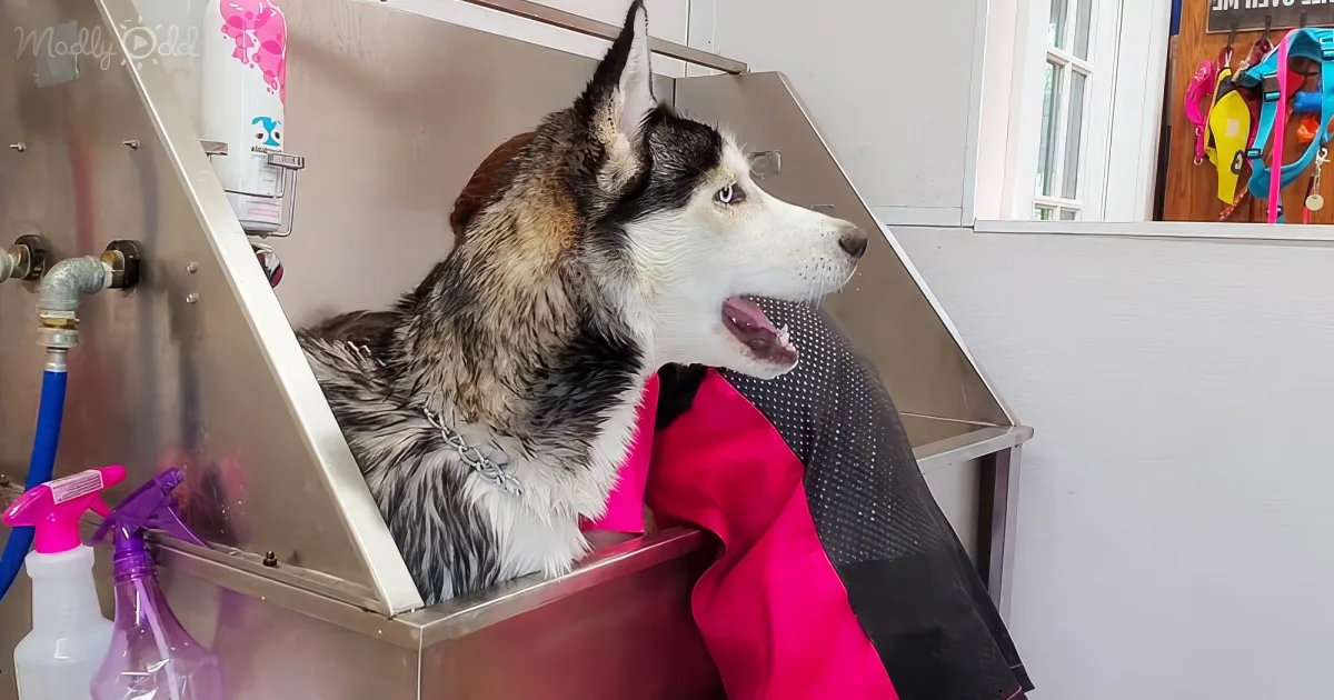 Drama queen husky