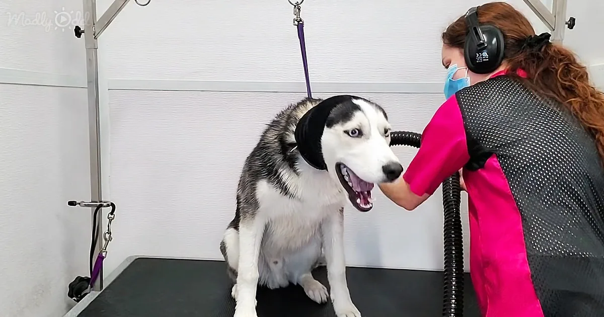 Drama Queen Husky Unleashes Hilarious Temper Tantrum