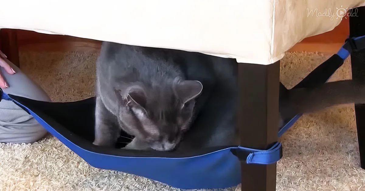Ingenious cat hammock