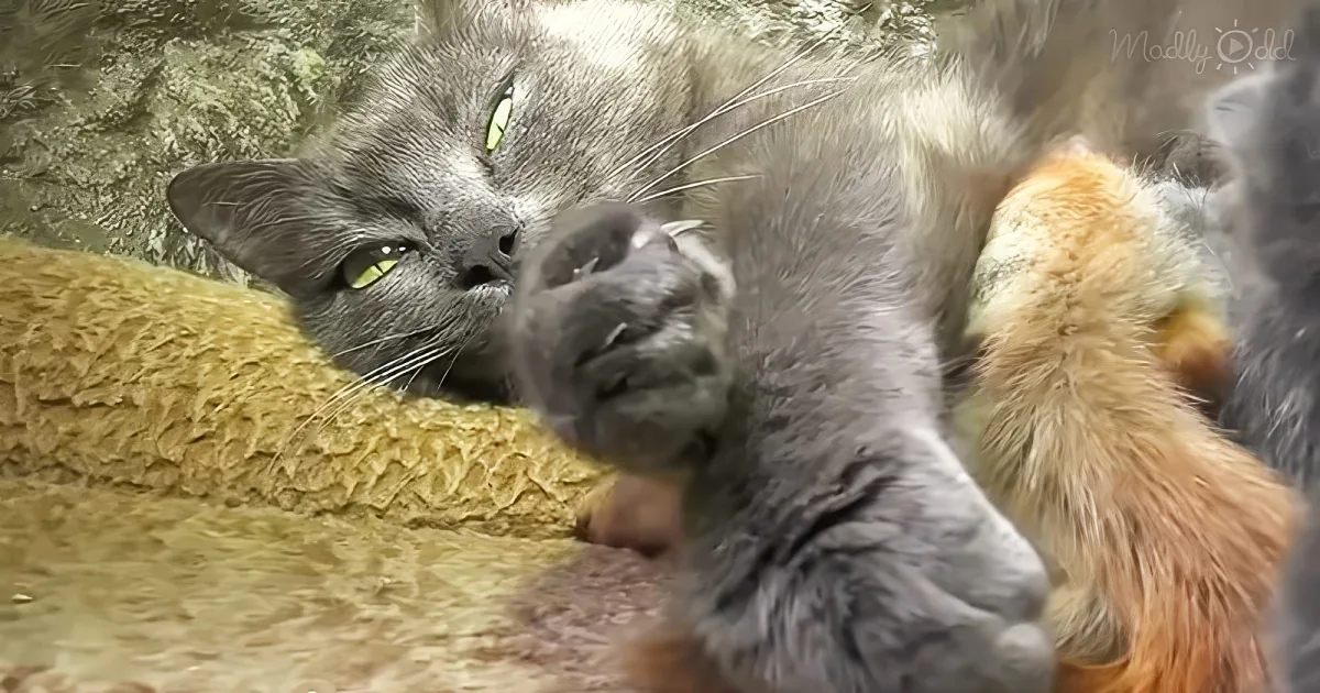 Cat and baby squirrels