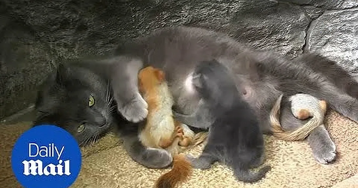 Cat Adopts Four Baby Squirrels at Local Park