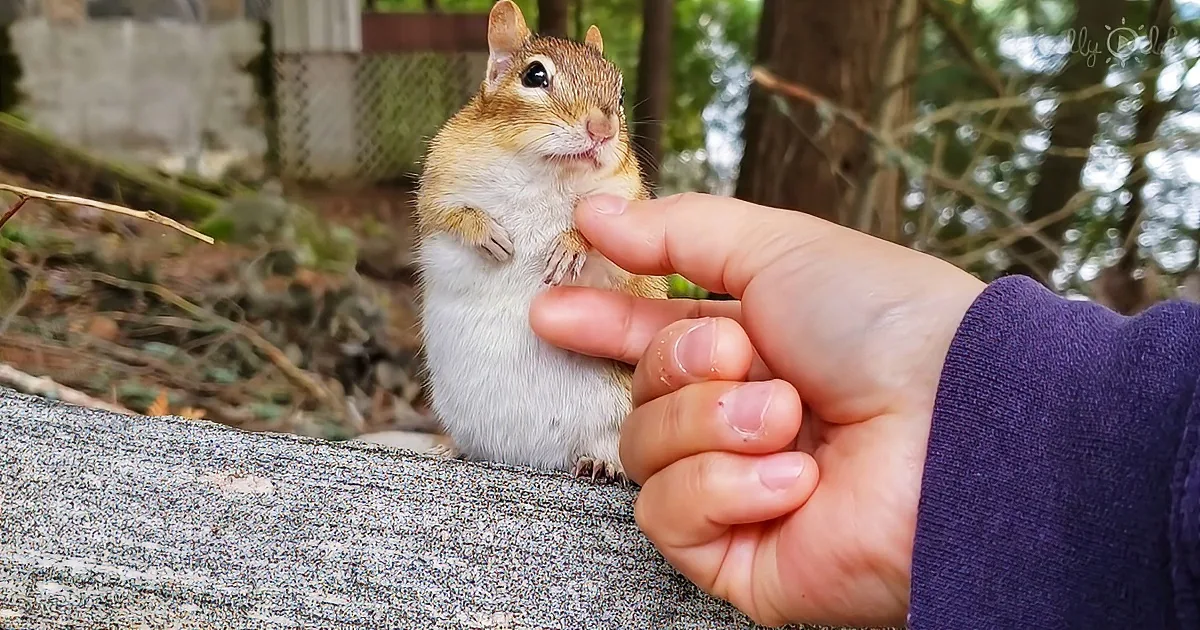 Bonding With a Very Pregnant Chipmunk Who Is About to Give Birth