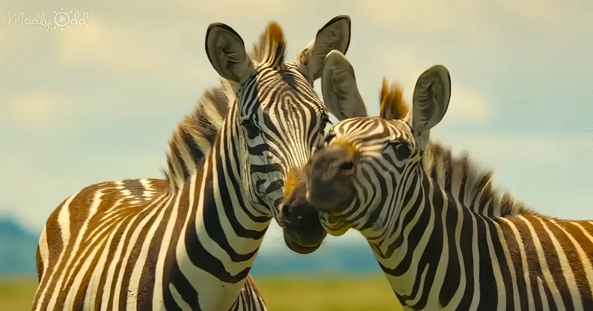 Momma Zebra and her foal