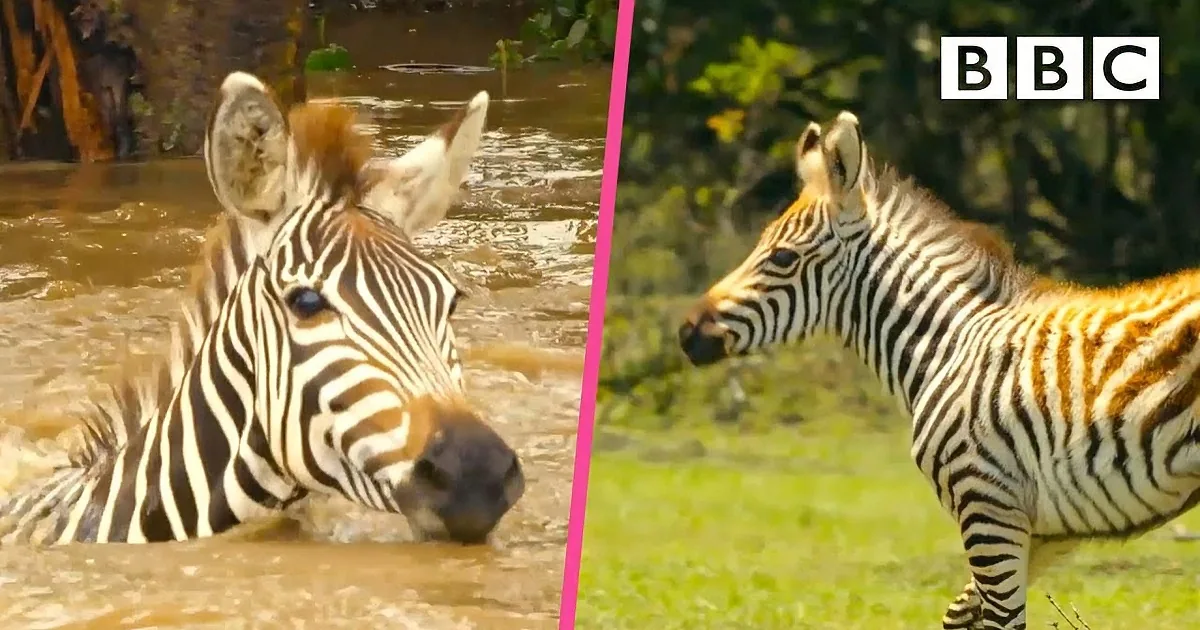 Momma Zebra Gets Swept Away as Her Foal Watches on, but There''s a Happy Ending