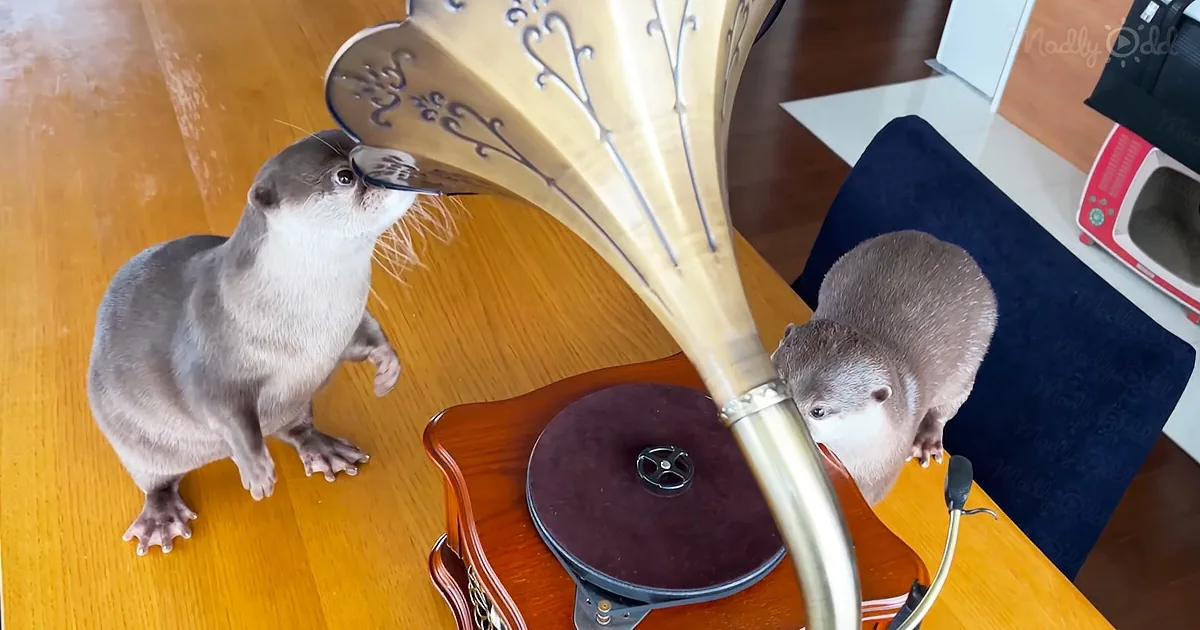 Classical Music Catches the Attention of Otters