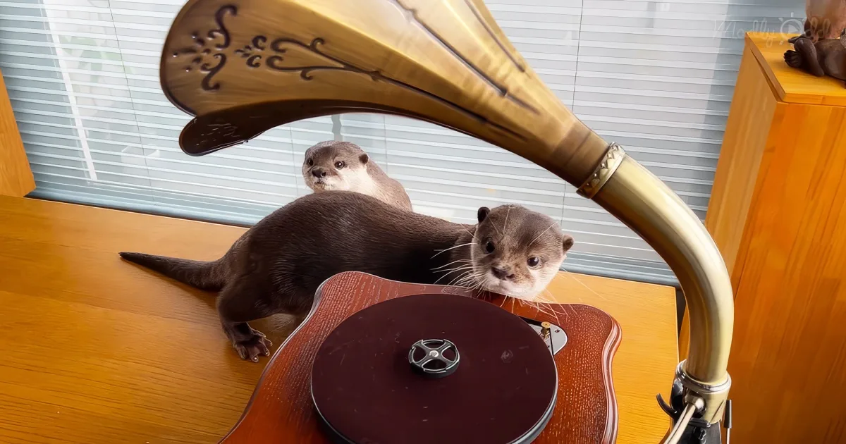 Two otters are playfully interacting with a wooden instrument, one on top and the other underneath.