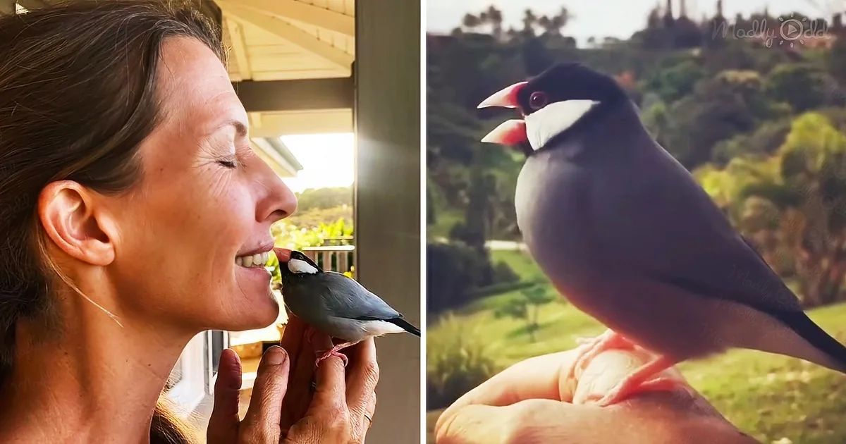 Bird Never Misses a Sunrise to Meet His Favorite Human for Cuddles