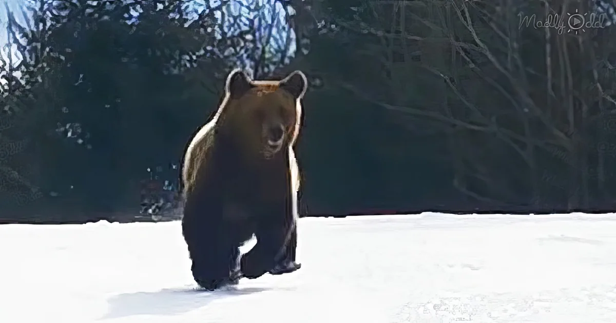 A bear stands in the snow, facing forward with a curious expression.