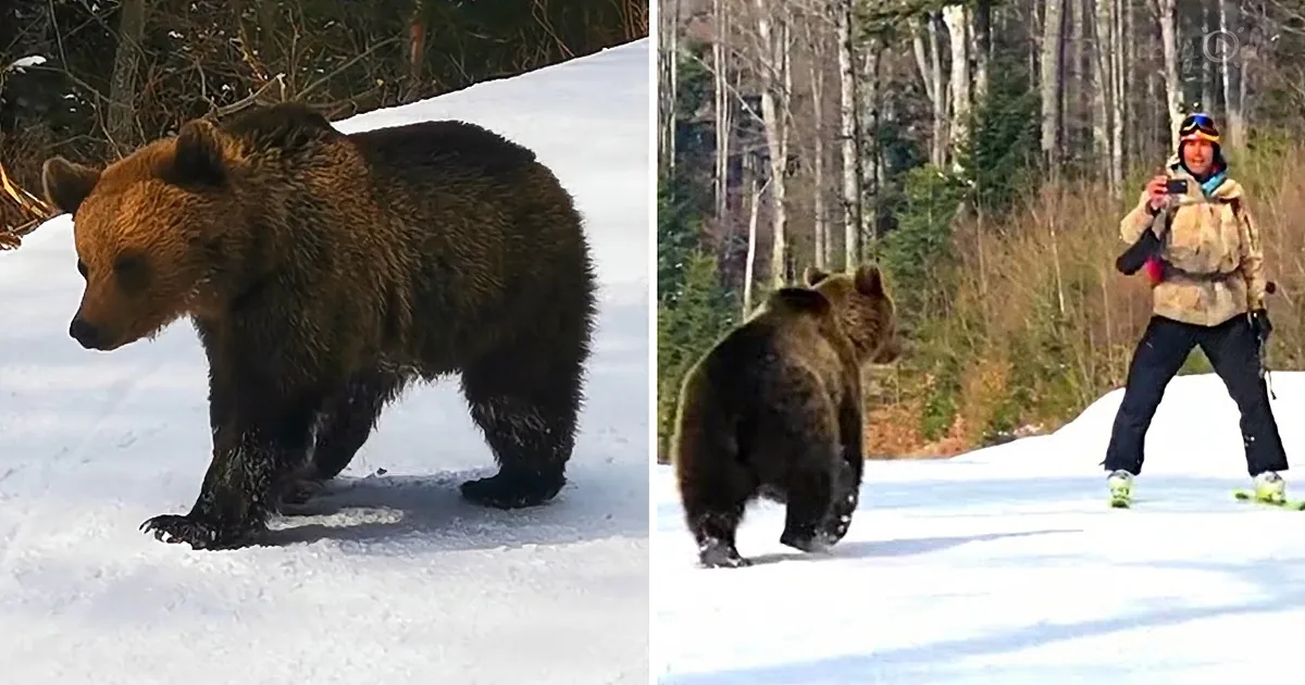 A bear walks in the snow, while a person in ski gear takes a photo nearby.