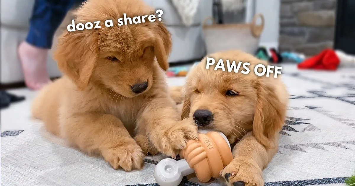 Puppy's Brother From out of Town Pays Him a Surprise Visit
