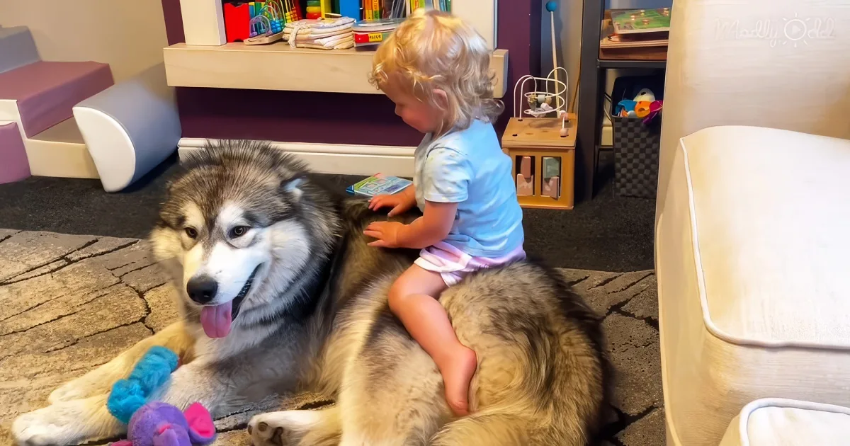 Adorable baby girl with her puppy