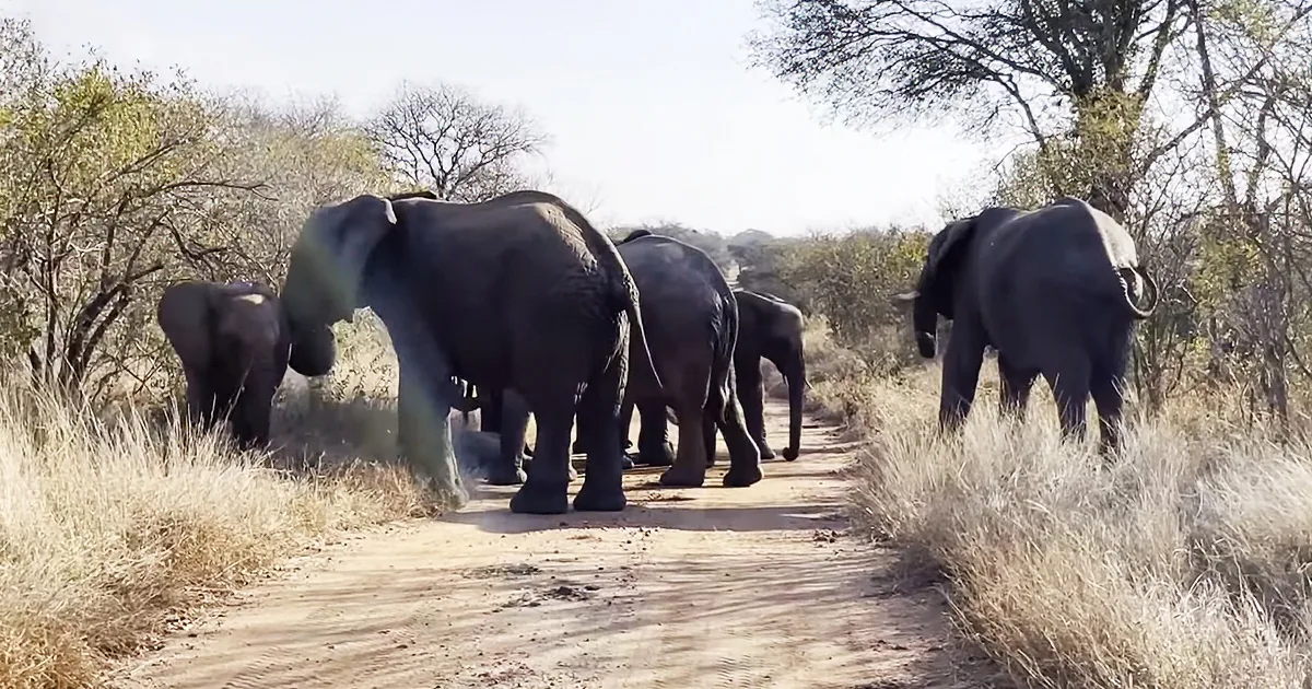 A Herd of Wild Elephants Gets a Visit From Their Huge Albino Auntie