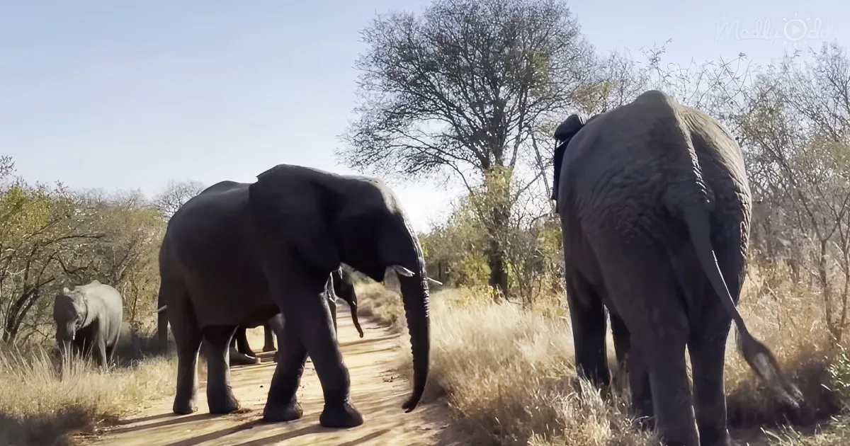 Herd of wild elephants