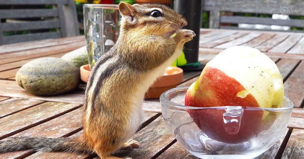 A chipmunk is perched on a wooden table, reaching for a peeled apple in a glass bowl.