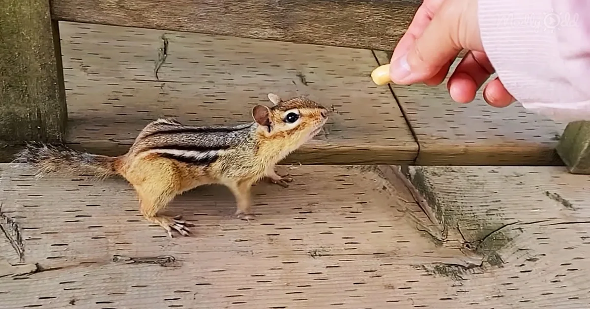 Trying to Be Friends With Scraggly Boy Chipmunk