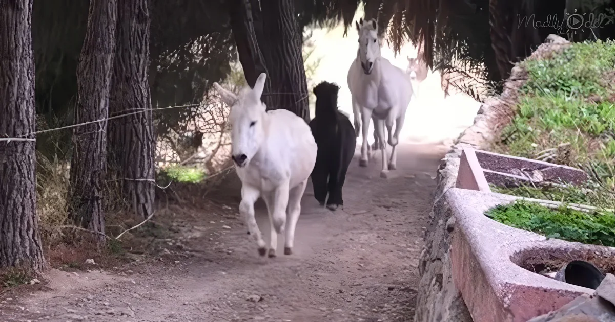 A white donkey walks alongside a black dog and another white donkey on a dirt path surrounded by trees.