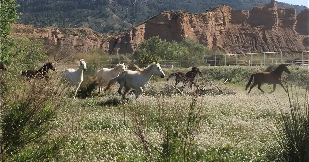 Rescued Horses Run Freely Without Fear; What a Glorious Start to a New Day!