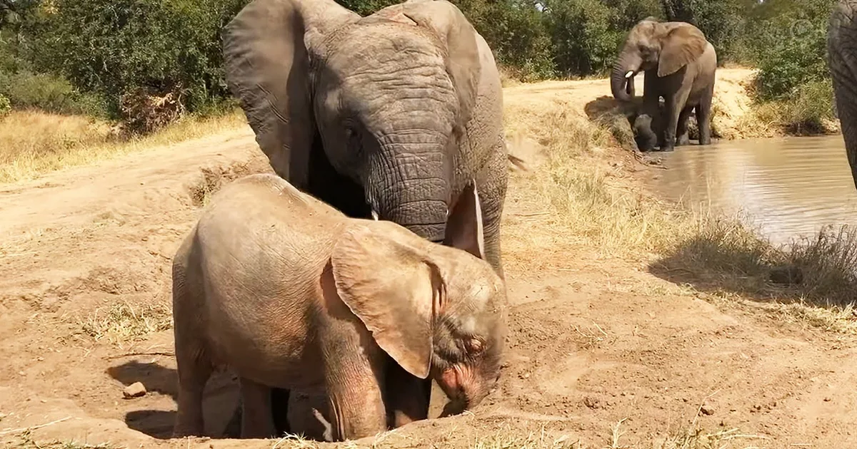 Pink Baby Elephant and Her Adoptive Sister Play in the Sand