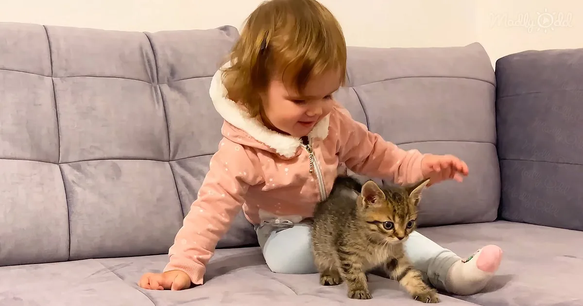A toddler in a pink jacket sits on a gray couch, gently interacting with a small kitten.